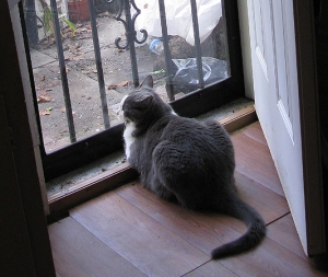 Picture of Grey Cat looking out back door