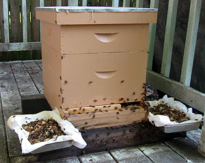 Bee hive with feeding pans