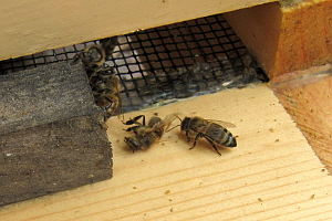 Dead bees after hive beetle infestation