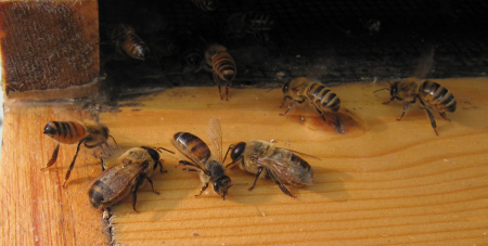 Bees from Georgia Bees