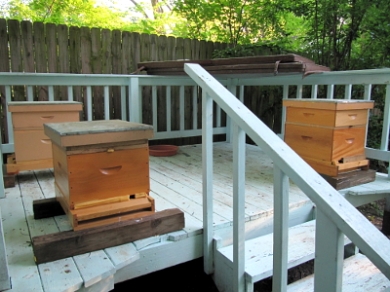 bee hives on a deck