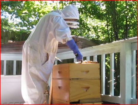 Photo of Beekeeper opening hive of bees