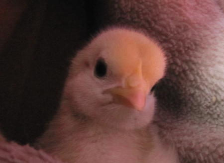picture of a baby chick head