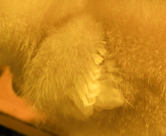Baby chick wing feathers 