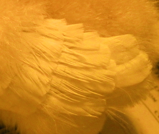 baby chick wing feathers